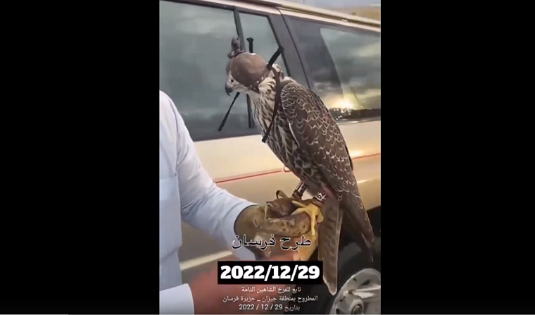 Ямальского сапсана поймали в Саудовской Аравии