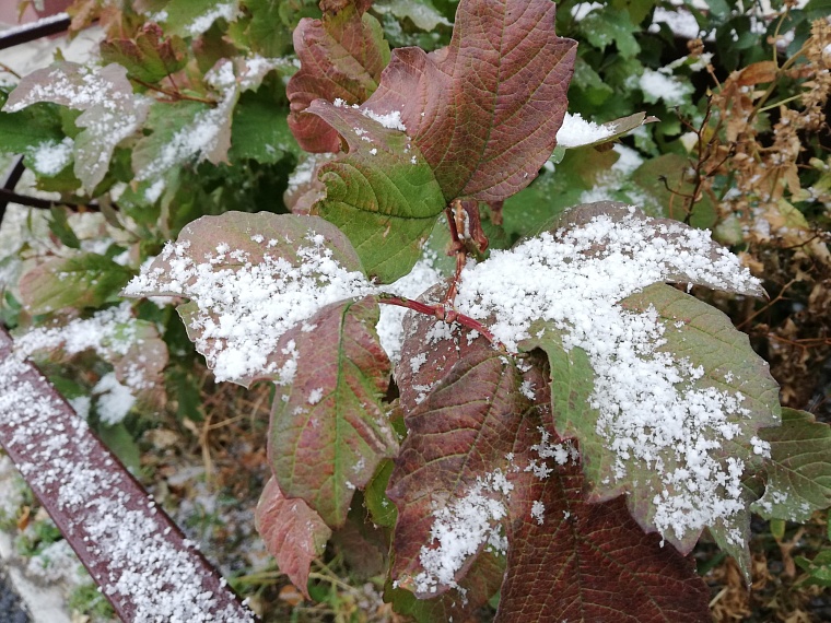 В Тюменской области в ближайшие ночи прогнозируют заморозки до -5 градусов