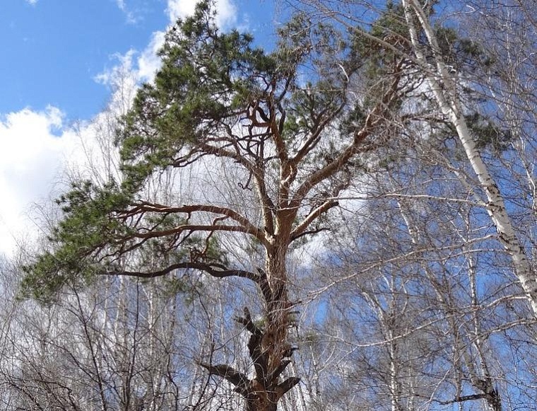 235-летняя сосна из Тюмени участвует в конкурсе «Российское дерево года - 2023»