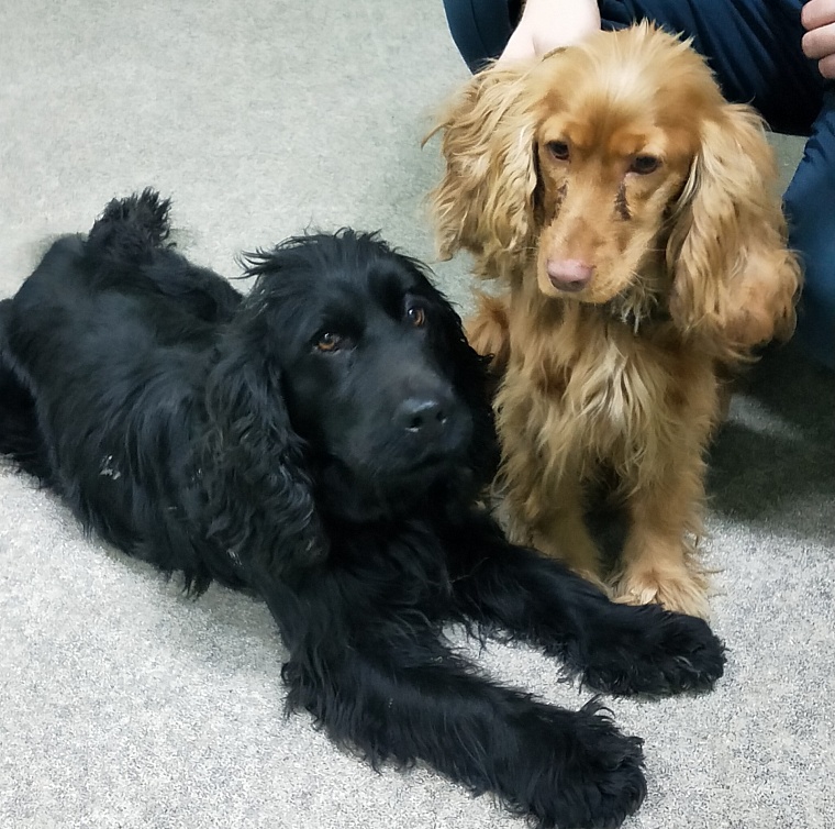 Два кокер-спаниеля забежали в пожарную часть в Тюмени