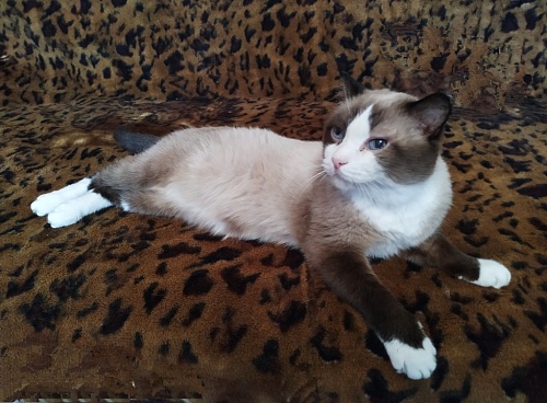 Какие корма нужны для выведения шерсти из желудка