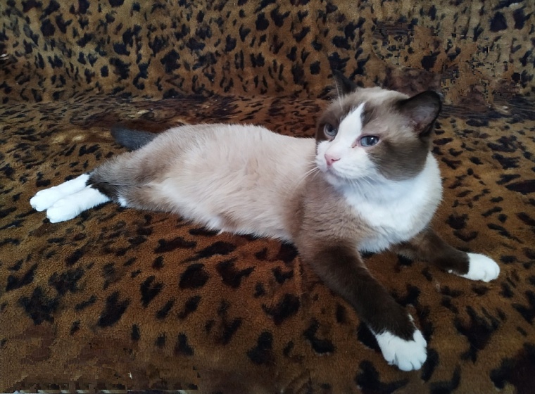 Какие корма нужны для выведения шерсти из желудка