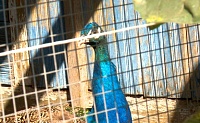 Всю птицу — изъять! Из-за птичьего гриппа в Тюменской области селянам придется расстаться с курами, голубями и даже павлинами.