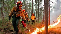 119 лесным пожарам в регионе не дали никаких шансов