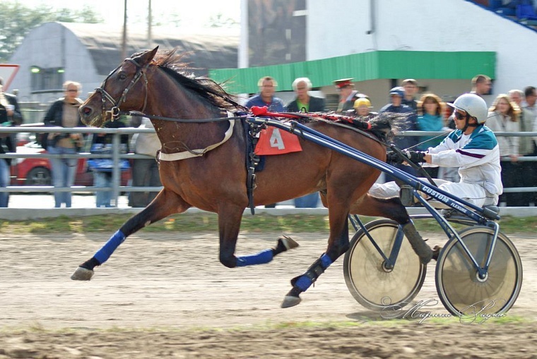 Тюменскому ипподрому 148 лет: интересные факты