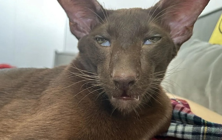 Тюменка продает вредного и мстительного кота за миллион рублей