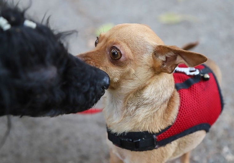 Серафима Бурова: Собаки научили меня понимать, что сильнее природы быть нельзя