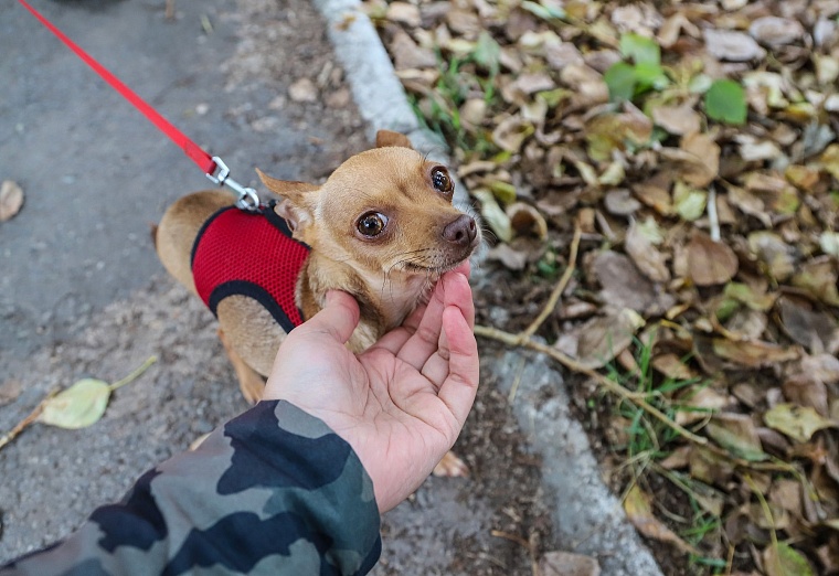 Серафима Бурова: Собаки научили меня понимать, что сильнее природы быть нельзя