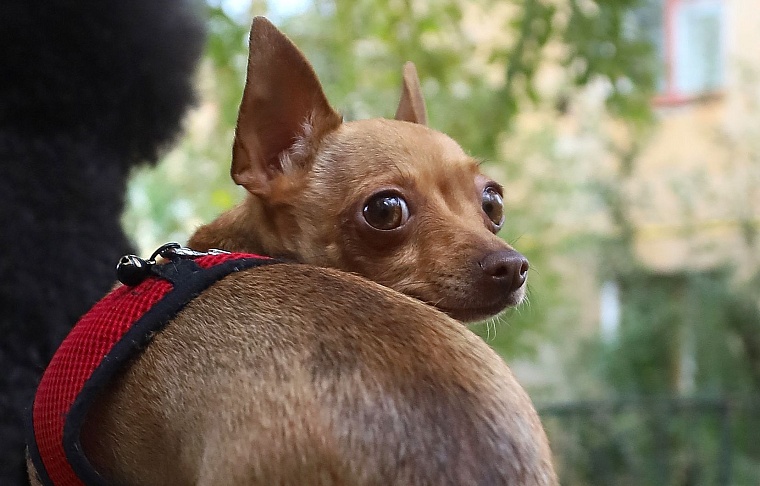 Серафима Бурова: Собаки научили меня понимать, что сильнее природы быть нельзя