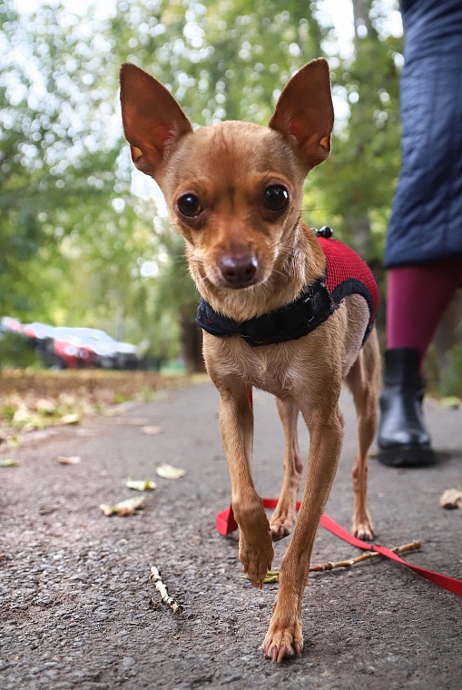 Серафима Бурова: Собаки научили меня понимать, что сильнее природы быть нельзя