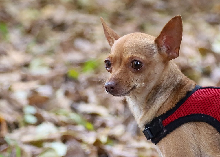 Серафима Бурова: Собаки научили меня понимать, что сильнее природы быть нельзя