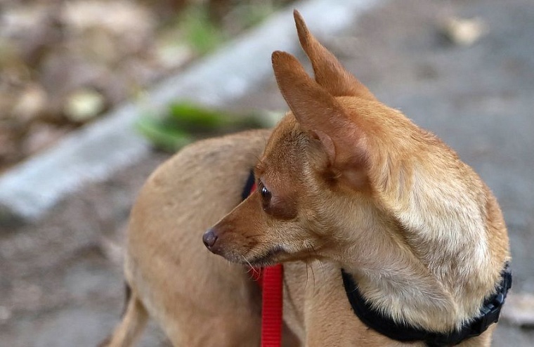 Серафима Бурова: Собаки научили меня понимать, что сильнее природы быть нельзя