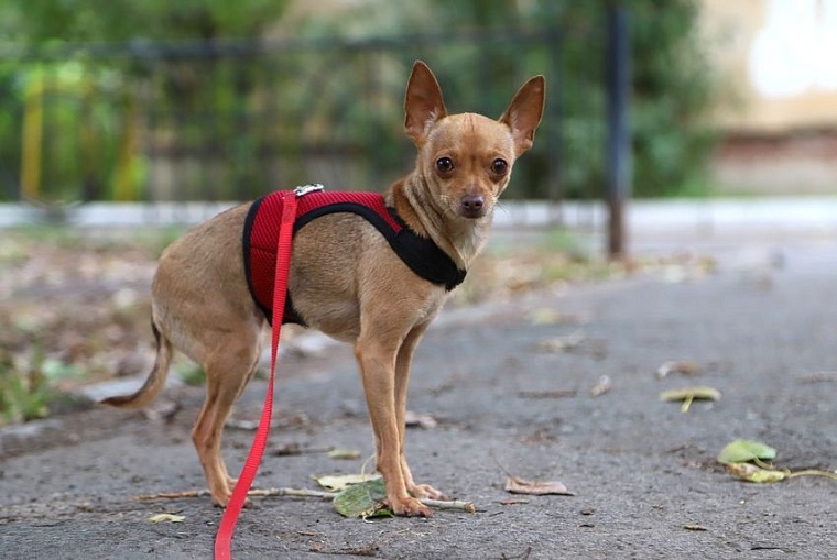 Серафима Бурова: Собаки научили меня понимать, что сильнее природы быть нельзя