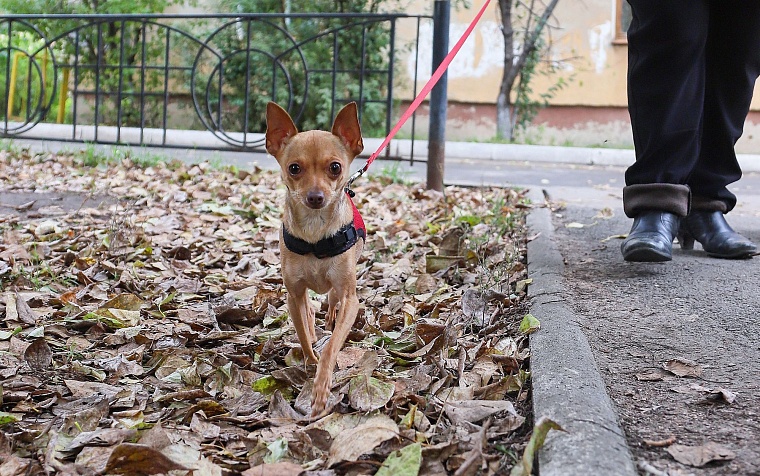Серафима Бурова: Собаки научили меня понимать, что сильнее природы быть нельзя