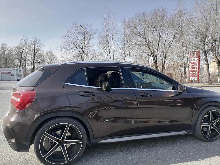 Путешествие с домашним питомцем: какую переноску выбрать