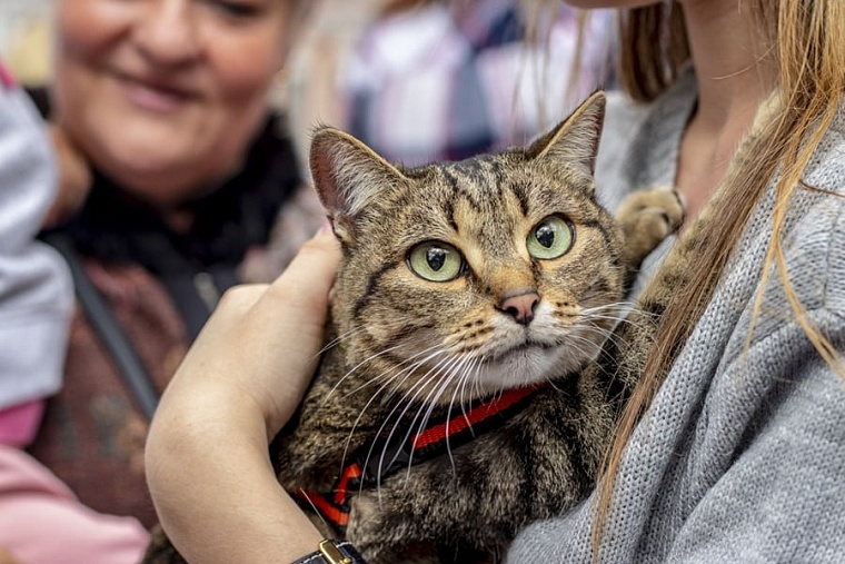 Путешествие с домашним питомцем: какую переноску выбрать