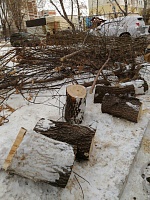 Тюменцы пожаловались на вырубку деревьев во дворах
