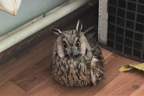 Сова, для которой в Тюмени искали дом, предпочла свободу
