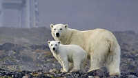 На белых медведей на Ямале наденут ошейники