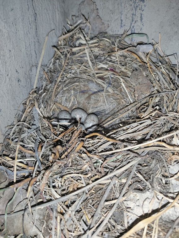 Трясогузка свила гнездышко под бампером автомобиля в Тюмени