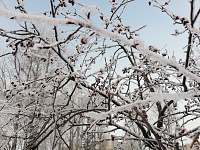 Тюменцев сегодня предупреждают о снеге, гололеде и сильном ветре