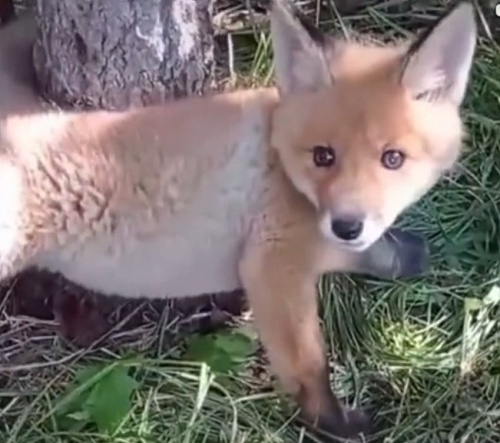 Тюменский лесник покоряет TikTok видео с забавными зверями