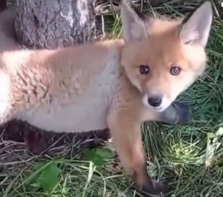 Спасенный лисенок. siberianforest