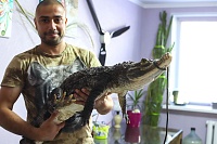 Весело и опасно: тюменец Феликс Булатов держит дома крокодила