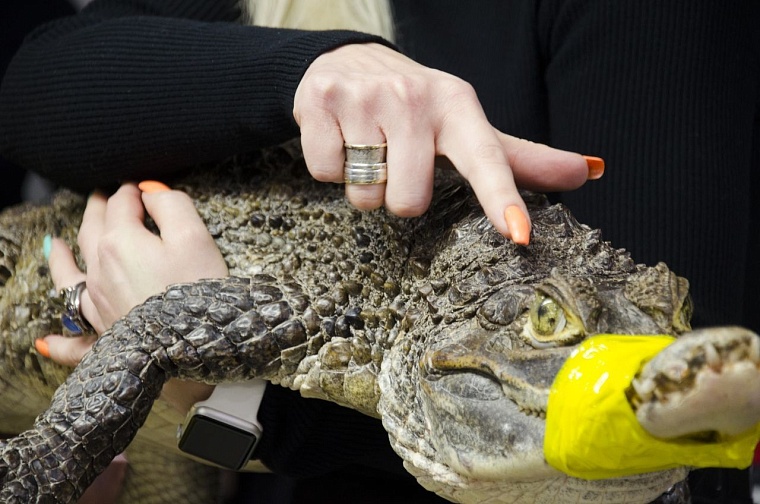 Весело и опасно: тюменец Феликс Булатов держит дома крокодила