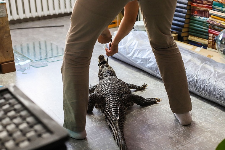 Весело и опасно: тюменец Феликс Булатов держит дома крокодила
