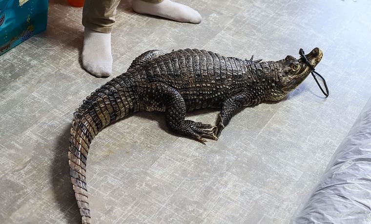 Весело и опасно: тюменец Феликс Булатов держит дома крокодила