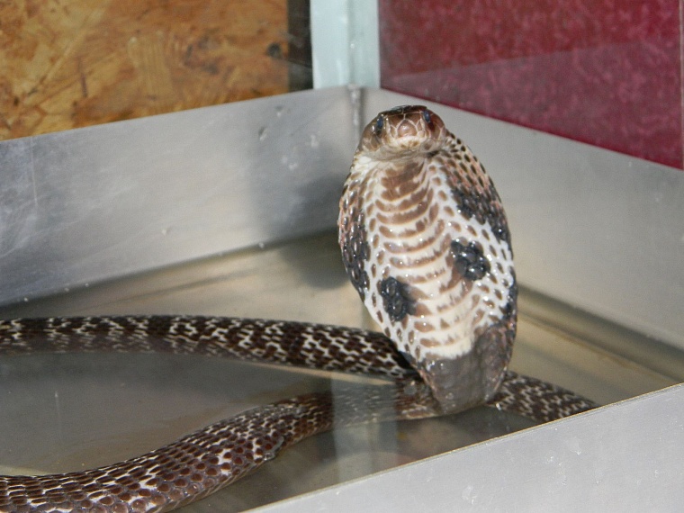 Весело и опасно: тюменец Феликс Булатов держит дома крокодила