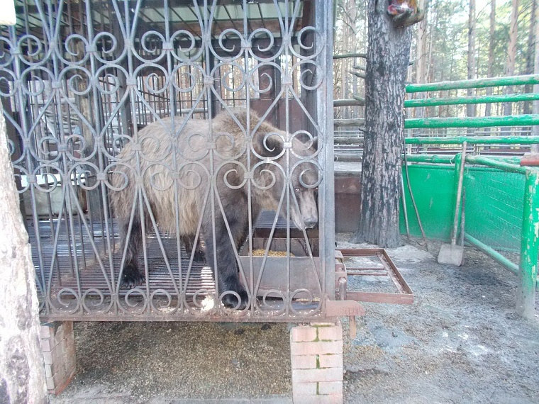 Весело и опасно: тюменец Феликс Булатов держит дома крокодила