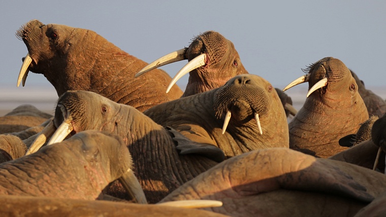 Ученые Ямала пересчитали моржей на крупнейшем лежбище в мире