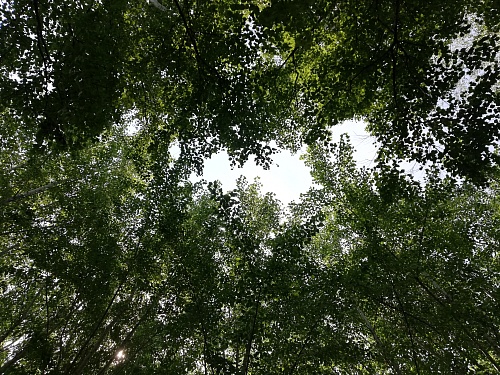 Спрятаться от солнца: самые тенистые места в Тюмени