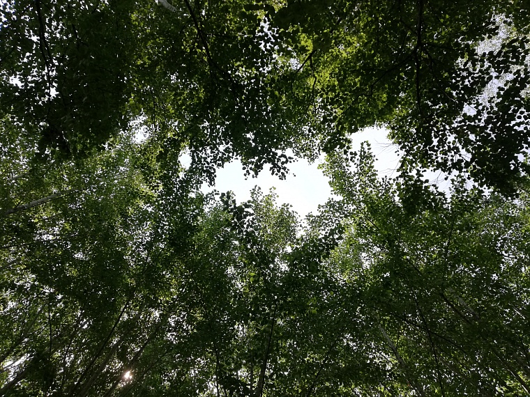 Спрятаться от солнца: самые тенистые места в Тюмени