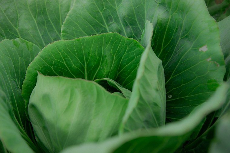 Тюменским дачникам дали советы, как вырастить хороший урожай в непростых погодных условиях