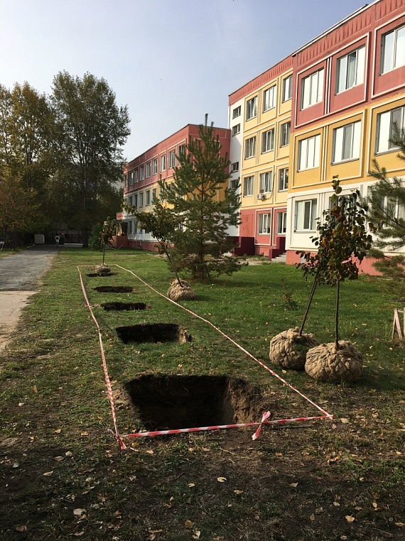 Осенью в Тюмени высадят молодые яблони, клены, дубы