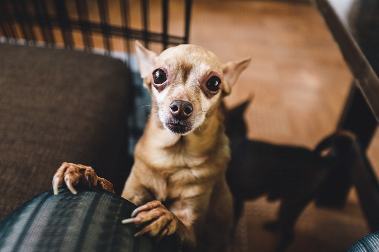 Жизнь собачья. Как домашние питомцы страдают от санкций