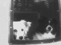 Космические собаки: кто до Белки и Стрелки осваивал дорогу в космос
