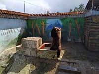 Медведь из Тюменского зоопарка впервые попробовал пломбир