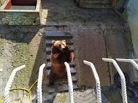 Медведь из Тюменского зоопарка впервые попробовал пломбир