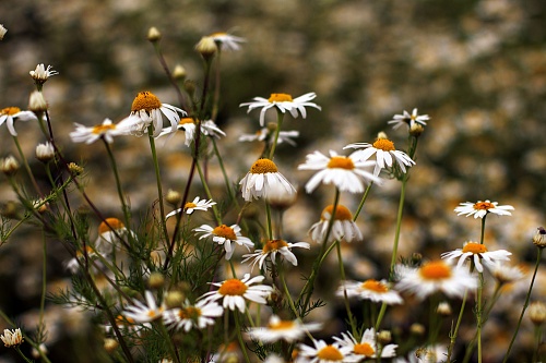 В Тюменской области ждут заморозков