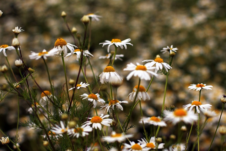 В Тюменской области ждут заморозков
