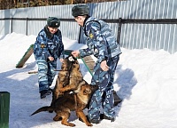 Выведенные в Тюмени щенки немецкой овчарки будут охранять заключенных на Ямале