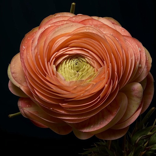 Два способа высадить на участке мини-розу