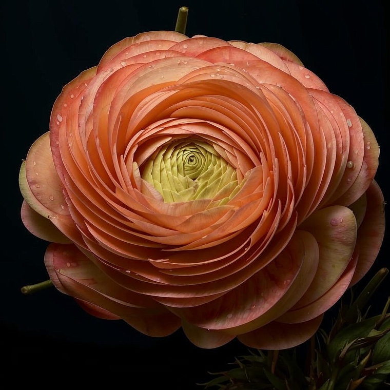 Два способа высадить на участке мини-розу