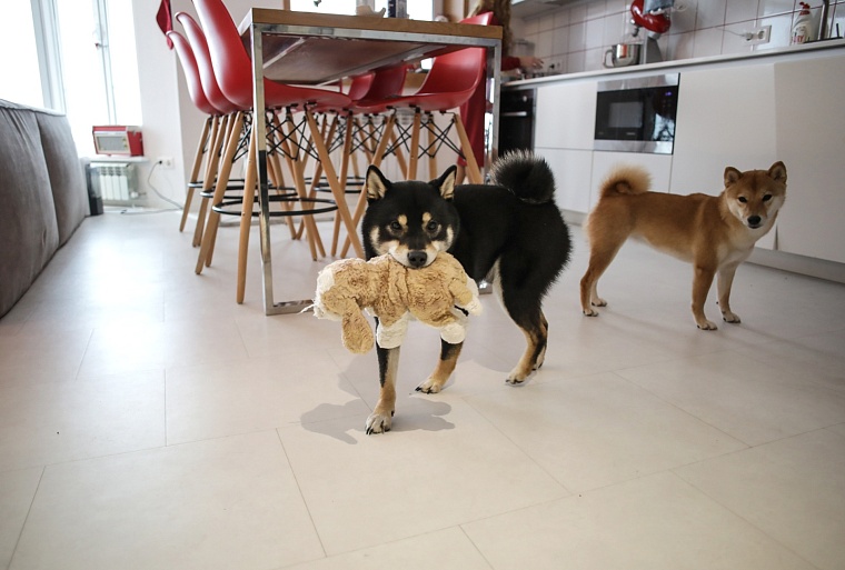 Гром, Шира и Гроза: в Тюмени живет разноцветная стая сиба-ину