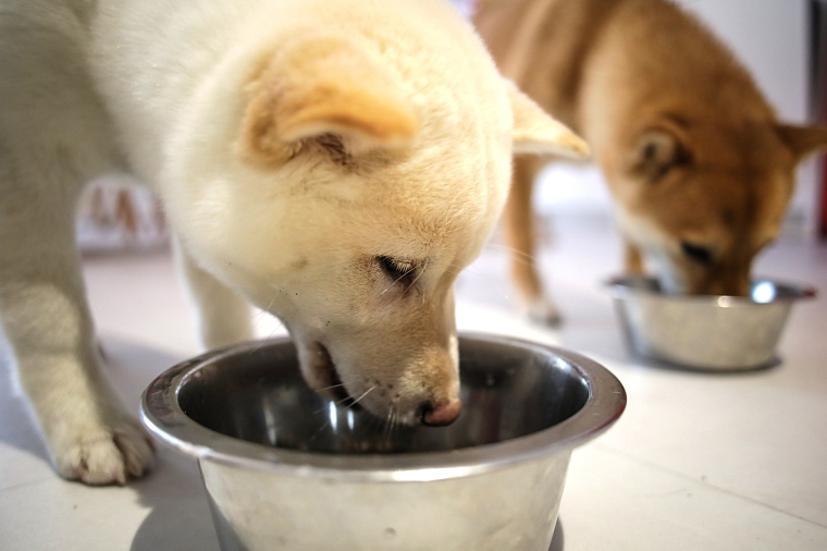 Гром, Шира и Гроза: в Тюмени живет разноцветная стая сиба-ину