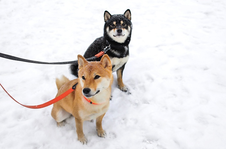 Гром, Шира и Гроза: в Тюмени живет разноцветная стая сиба-ину